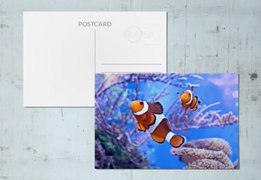 Stampa online Cartoline Lenticolari con effetto 3D